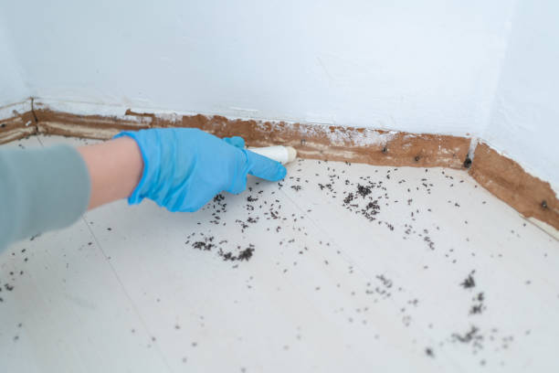 Best Best Pest Control Companies  in Waverly, NY